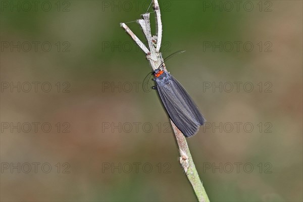 Red-collared Lichenbaer