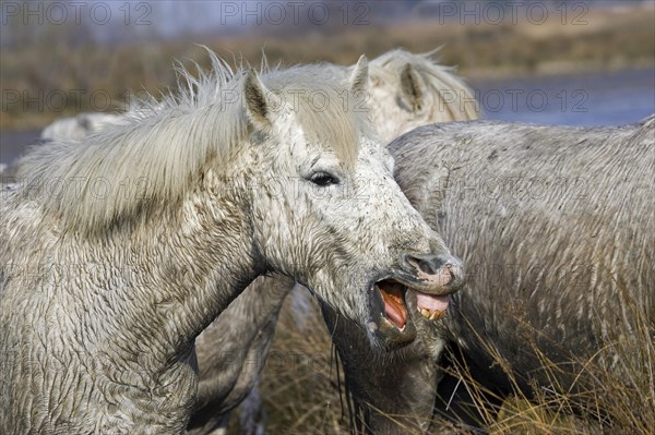 Camargue horse