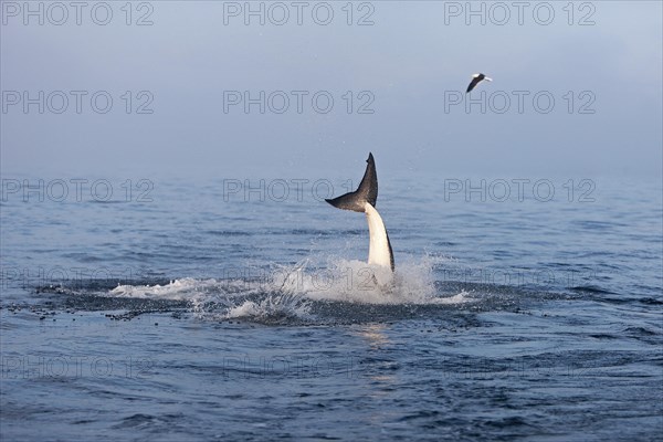 Great white shark