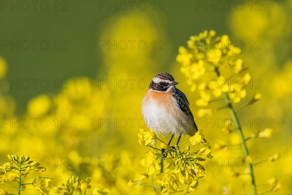 Whinchat