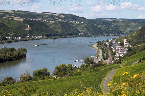 Rhine near Lorch