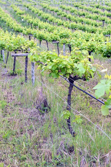 Old vines in the Orotava Valley