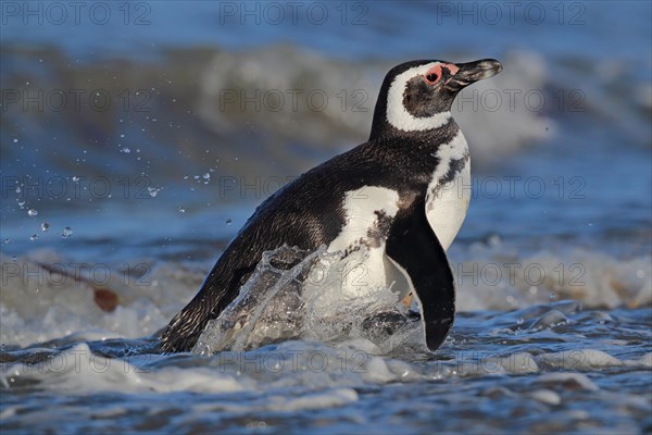 Magellanic Penguin