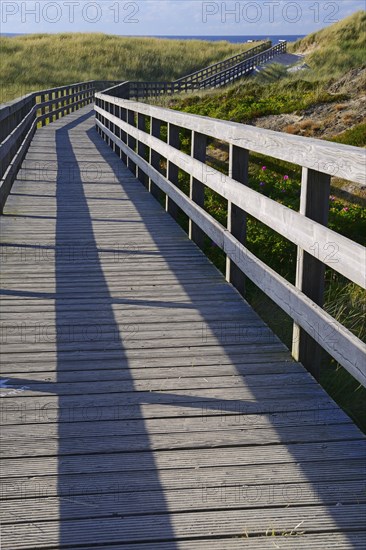 Boardwalk through the dunes to the beach of Kampen