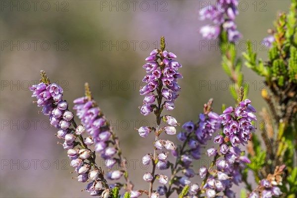 Close up of common heather