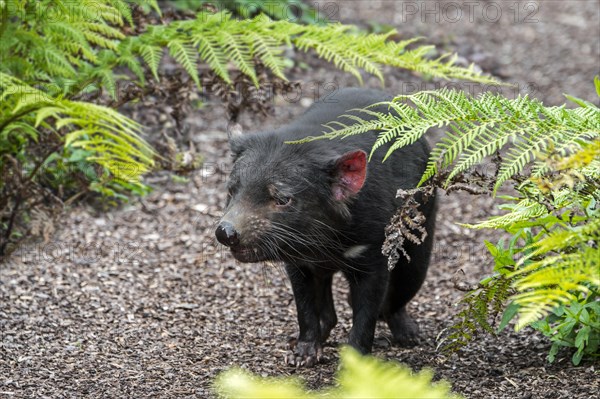 Tasmanian devil