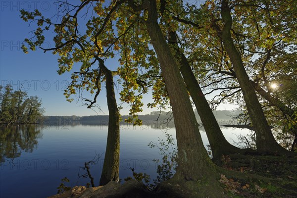 English oaks