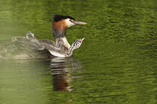 Great crested grebe