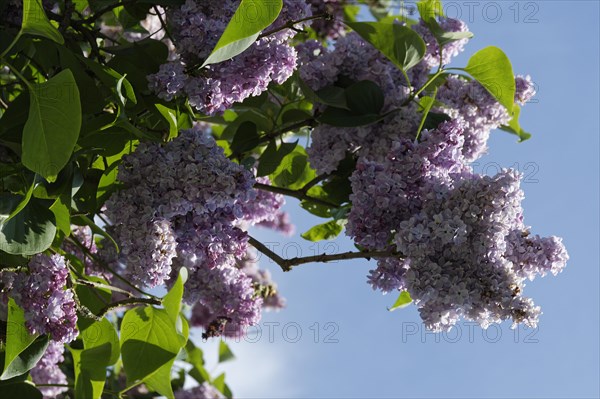 Common lilac