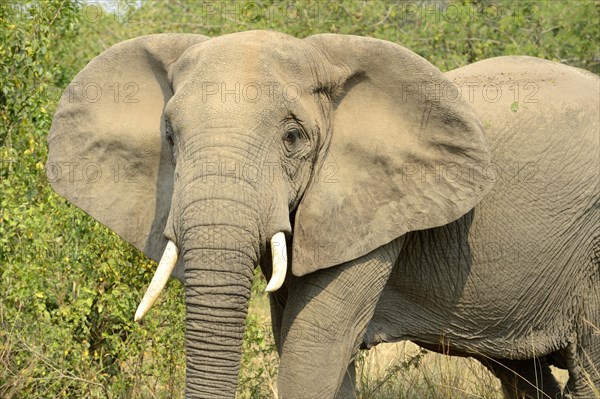 African elephant