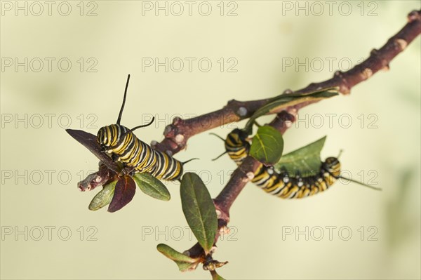 Caterpillar of the monarch butterfly