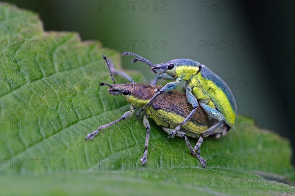 Dark green yellow weevil