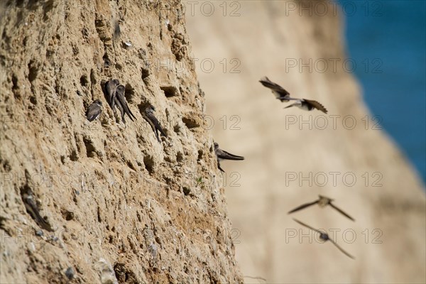 Sand martin