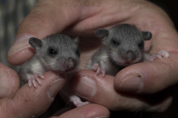 Edible dormouse