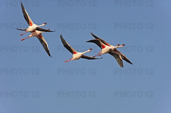 Lesser Flamingo