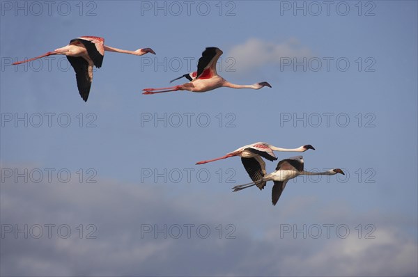 Lesser Flamingo