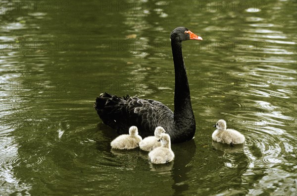 BLACK SWAN