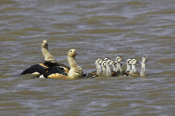 Orinoco goose