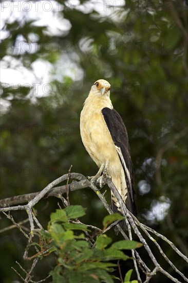 Yellow headed caracara