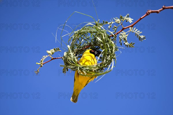 Southern Masked Weaver