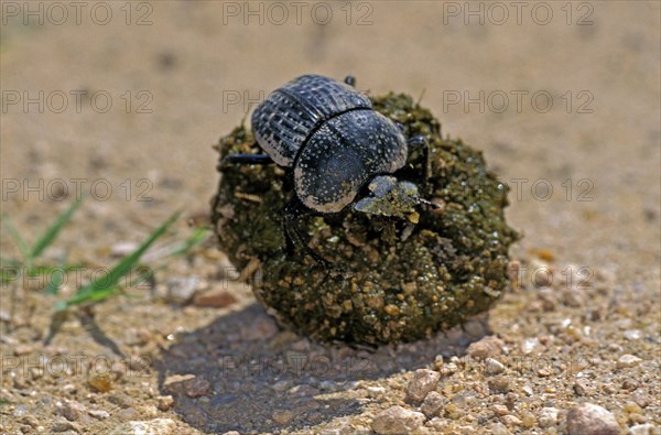 Dung beetle rolling dung ball