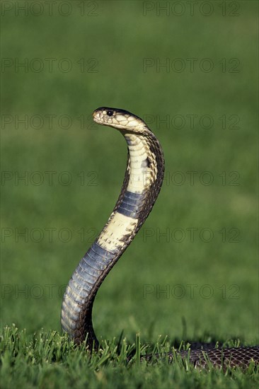 Indian Cobra