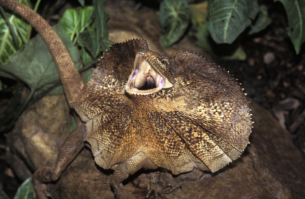 Frill necked Lizard