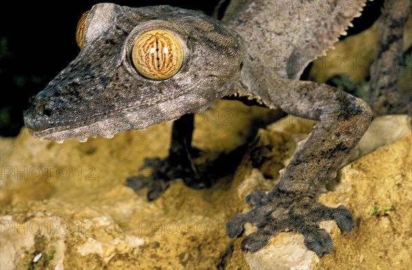 Leaf-Tailed Gecko