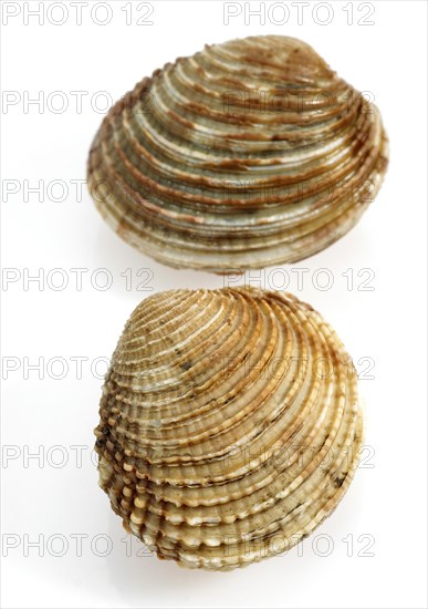 Shell