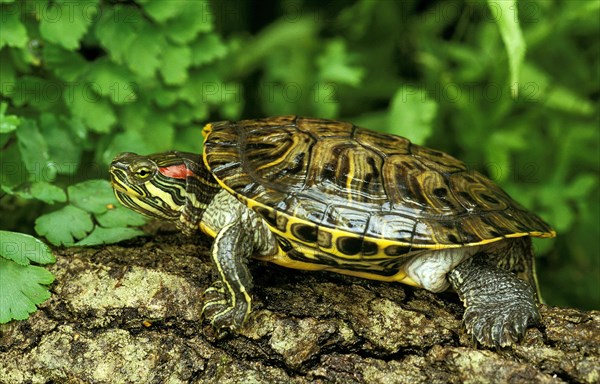 Red eared slider