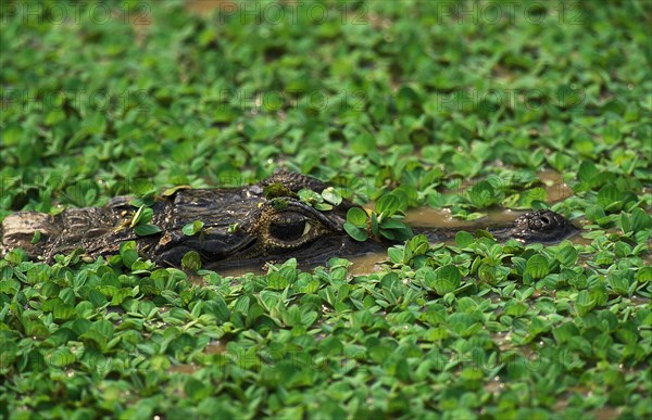 Broad Nosed Caiman