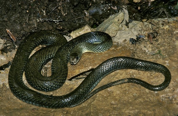 Montpellier snake