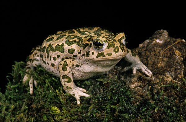 Green Toad