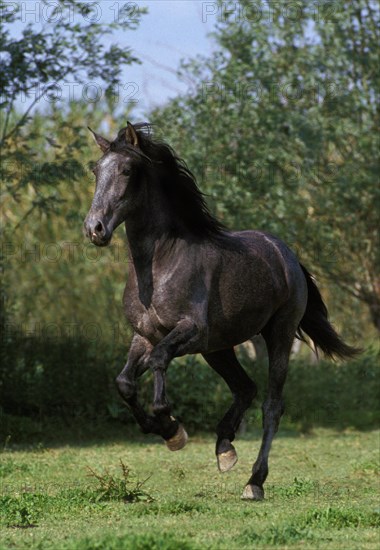 Lusitano horse