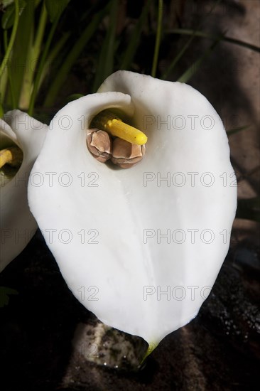 Arum lily frog or arum reed frog