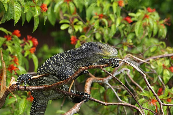 Crocodile monitor