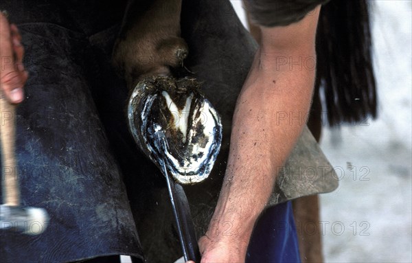 HUFSCHMIED WITH A PERCHERON HORSE