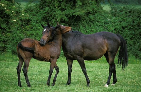 English thoroughbred horse