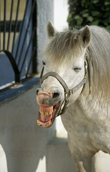 Camargue horse standing in loose box