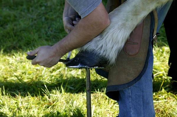 Farrier shoeing a Percheron horse