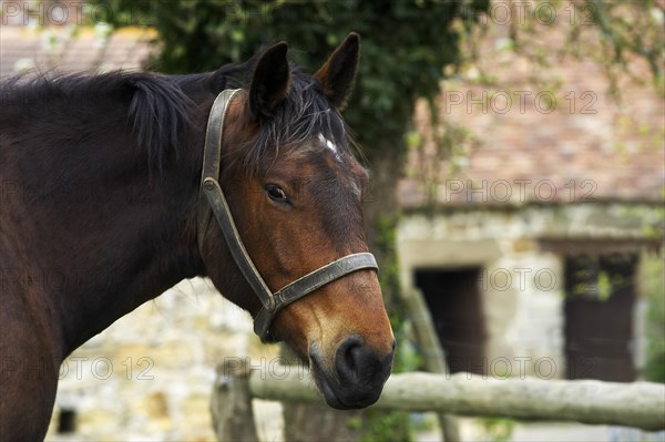 Cob Normand horse