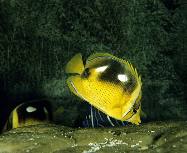 Fourspot Butterfly Fish