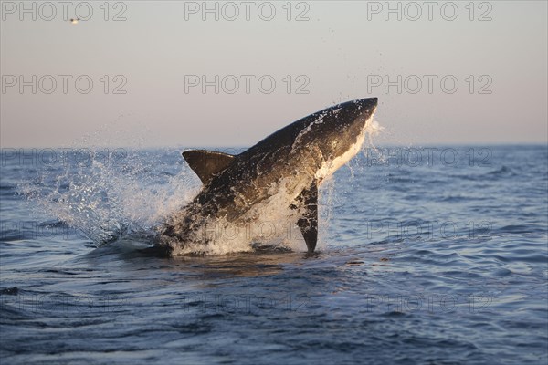 Great white shark