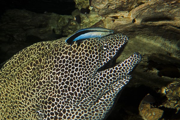 Honeycomb moray