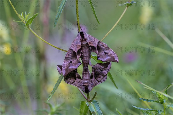 Eyed hawk-moth