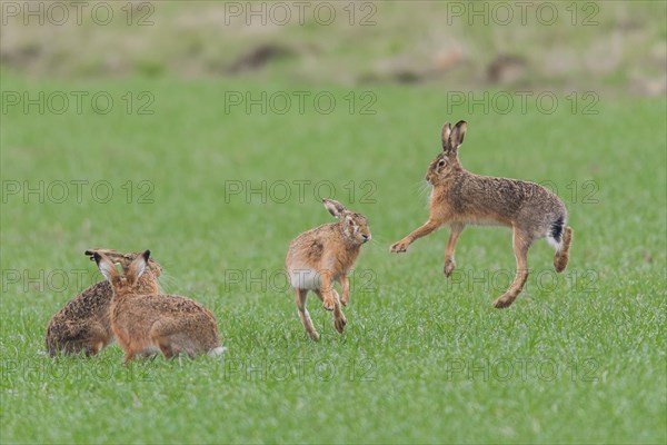 European Hare