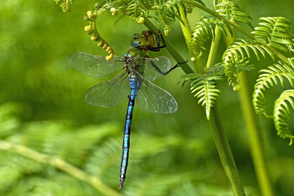 Large damselfly