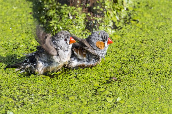 Zebra finch