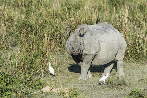 Indian rhinoceros