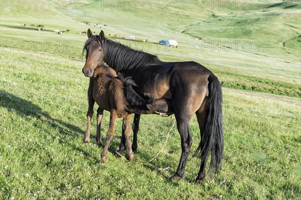 Foal suckling a mare